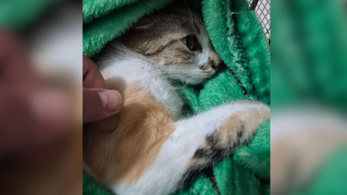 animal sofreu graves lesões como traumatismo crânio-encefálico, contusão pulmonar e hemorragia severa na região da bexiga