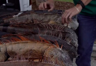 "Chuva de iguanas congeladas" na Flórida impressiona; entenda o que ocorreu