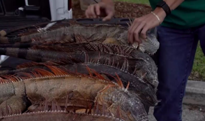 "Chuva de iguanas congeladas" na Flórida impressiona; entenda o que ocorreu
