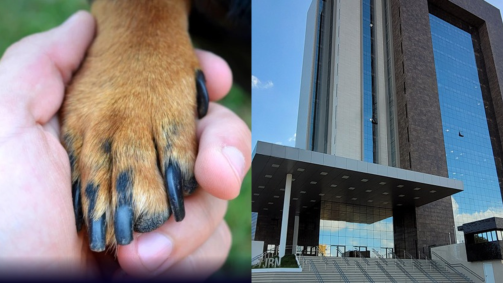 Na ocasião, o acusado mantinha 13 cães e seis gatos amarrados, em condições precárias de higiene.