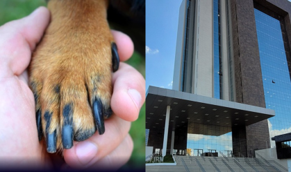 Na ocasião, o acusado mantinha 13 cães e seis gatos amarrados, em condições precárias de higiene.