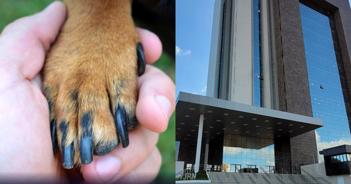 Brasil en Alerta: Crueldad Animal Despierta la Indignación Nacional