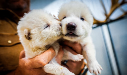 Empresa que "ressuscitou" lobo-terrível cria biobanco congelado; entenda
