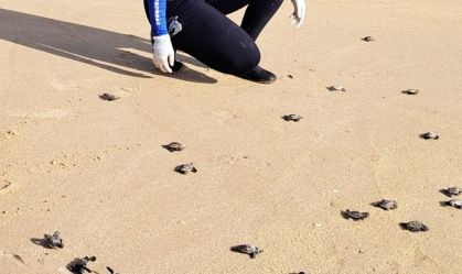 PI: monitoramento de tartarugas marinhas tem alteração no Carnaval