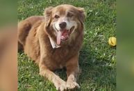 Bob Coveiro: cão que inspirou lei de sepultamento de pets em SP