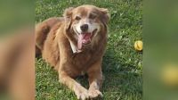 Bob Coveiro: cão que inspirou lei de sepultamento de pets em SP