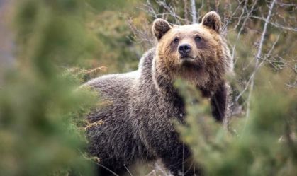Low-Res_Bear Italian