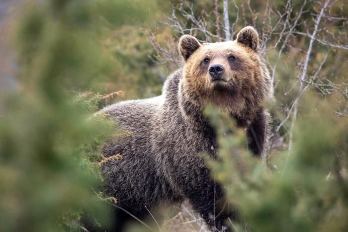 Urso mata dois irmãos na Índia e deixa outras três pessoas feridas