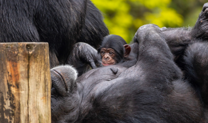 NASCE FILHOTE CHIMPANZÉ (4)