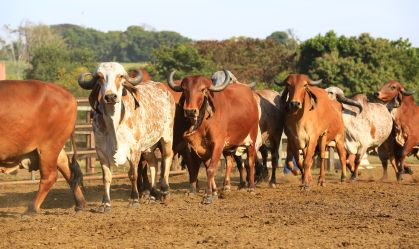 apenas cerca de 100 mil animais dos 230 milhões do rebanho brasileiro contam com esta tecnologia