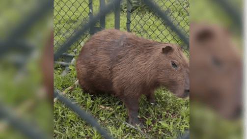 Capivara estava com fita plástica presa no corpo, que compria região do tórax do animal