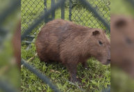 Vídeo: Com plástico no corpo, capivara é resgatada perto do Rio Pinheiros
