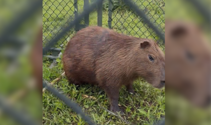 Capivara estava com fita plástica presa no corpo, que compria região do tórax do animal