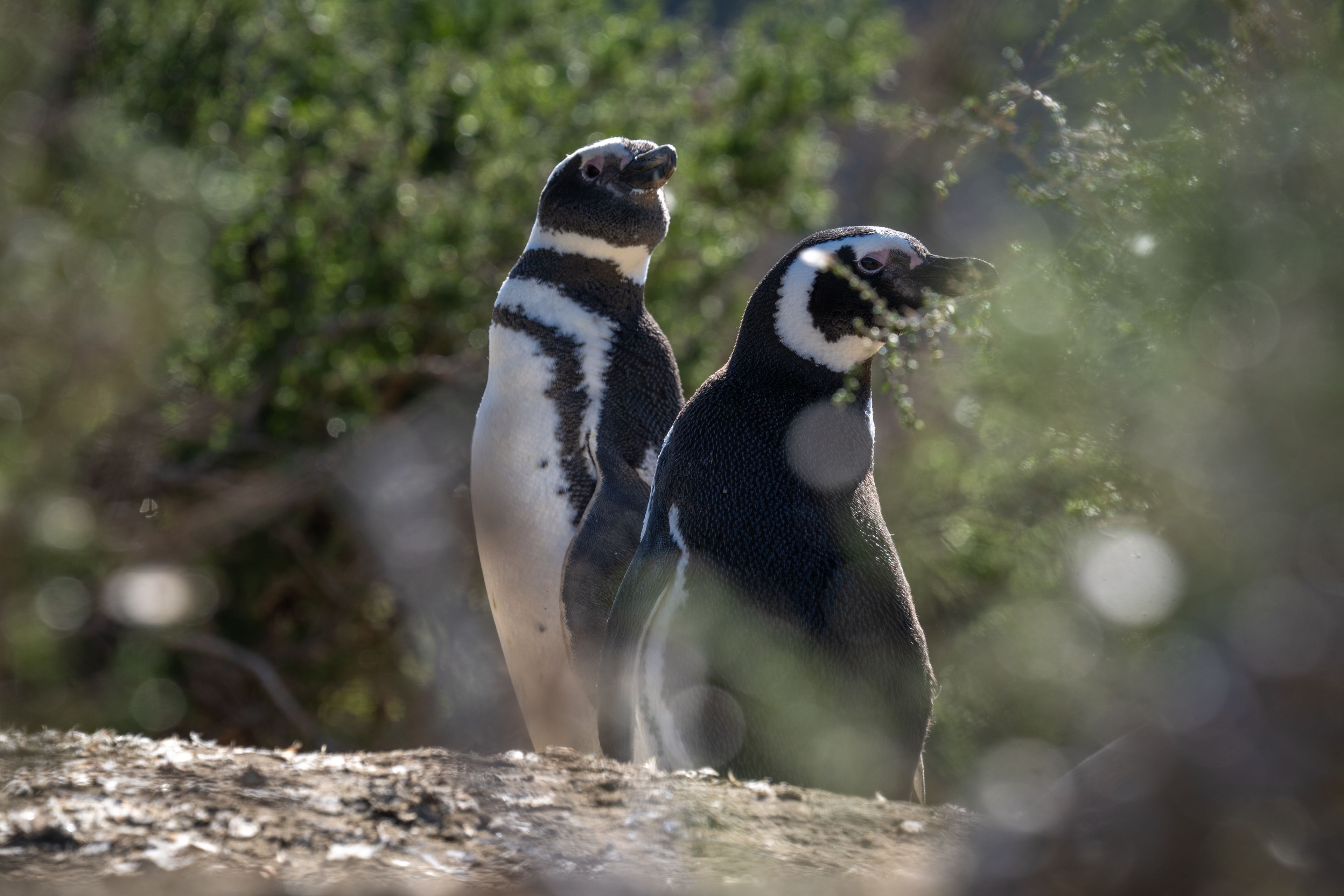 Pinguins na Patagônia • Joel Reyero