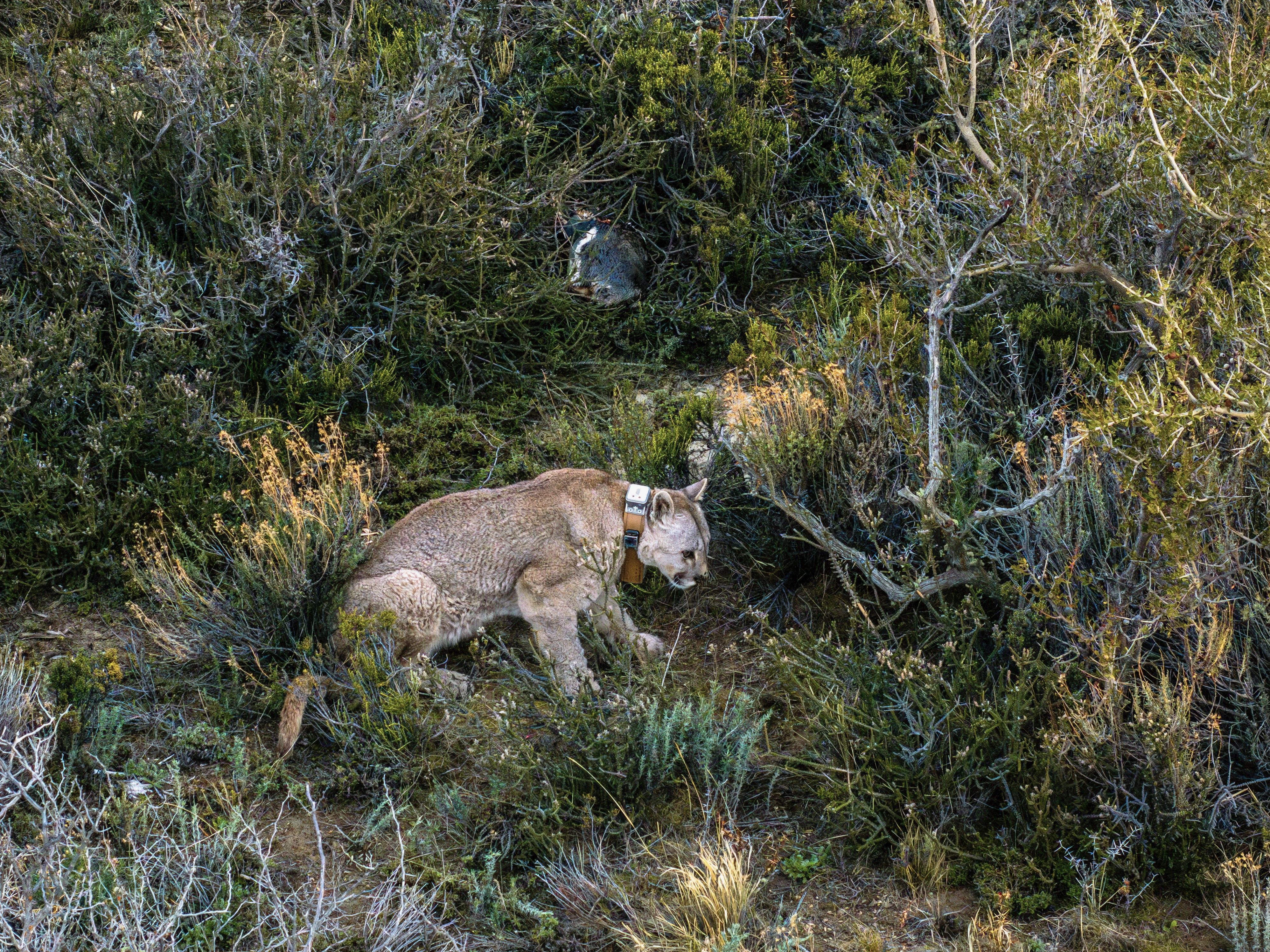 Puma e um pinguim morto • Joel Reyero