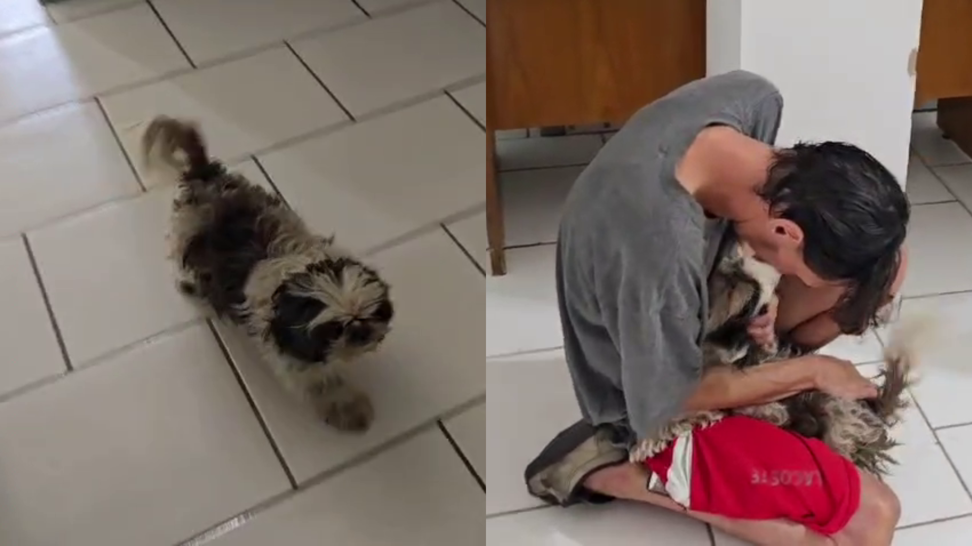 Disputa por cachorra perdida é decidida após reação do animal ao ver tutor