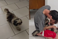 Disputa por cachorro perdido é decidida após reação do animal ao ver tutor