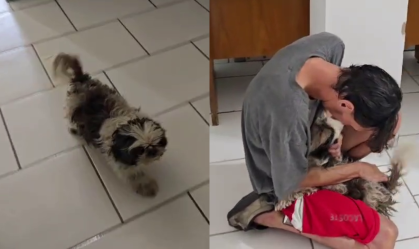 Disputa por cachorro perdido é decidida após reação do animal ao ver tutor