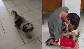 Disputa por cachorro perdido é decidida após reação do animal ao ver tutor