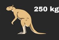 Mesmo com mais de 200 kg, gigantescos cangurus extintos podiam de saltar
