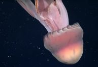 Raríssima água-viva fantasma gigante é registrada em águas profundas