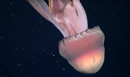 Raríssima água-viva fantasma gigante é registrada em águas profundas