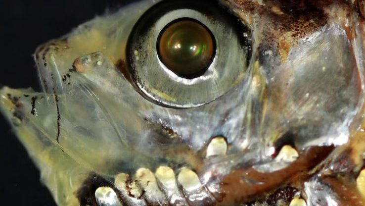 Peixes de águas profundas quebram paradigmas com sistema visual inovador