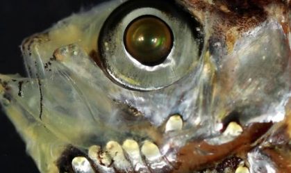 Peixes de água profunda têm sistema visual inovador que desafia a evolução
