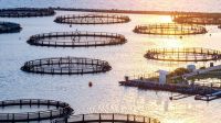 Na Aquishow, Ministério da Pesca lança plano suste