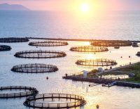 União Europeia visita Brasil para retomar comércio de pescad