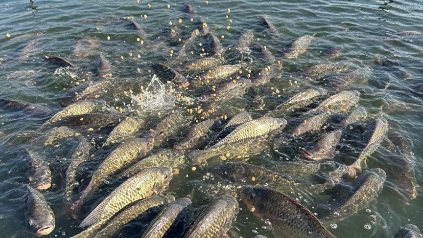 Peixe BR aprova projeto que moderniza legislação na aquicultura