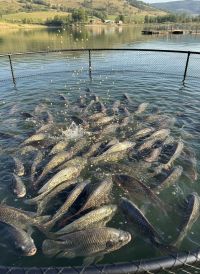 Páscoa deve impulsionar consumo de peixes em até 30% no Brasil