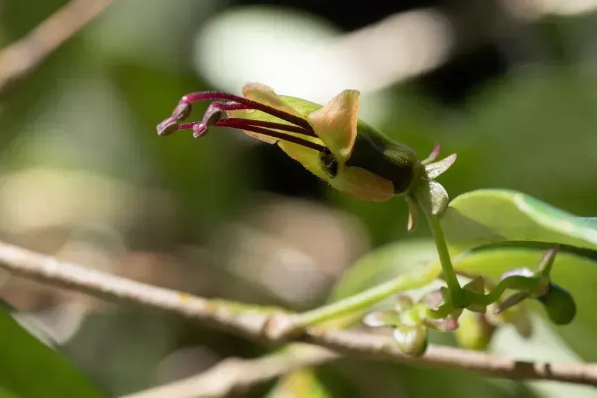 aeschynanthus-acuminatus-20231122-20