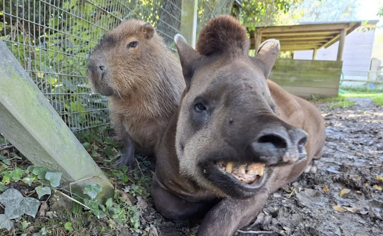 Zoológico Newquay Zoo, no Reino Unido, informou nesta quarta-feira (25) a morte de dois animais que viviam juntos no recinto sul-americano: Johnson, uma capivara de nove anos, e Al, uma anta brasileira de 20 anos. • Newquay Zoo