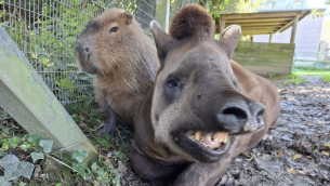 Amigos inseparáveis, capivara e anta brasileira são sacrificados em zoo