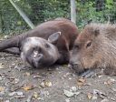 Capivara e anta inseparáveis foram sacrificadas para não sofrer solidão