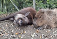 Inseparáveis, capivara e anta foram sacrificados "para não sofrer solidão"