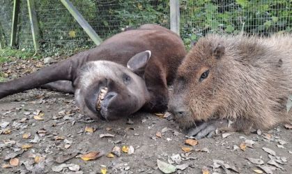 Inseparáveis, capivara e anta brasileiras foram sacrificadas no Reino Unido para não sofrer solidão