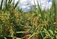 Etanol de arroz é alternativa para equilíbrio de estoques