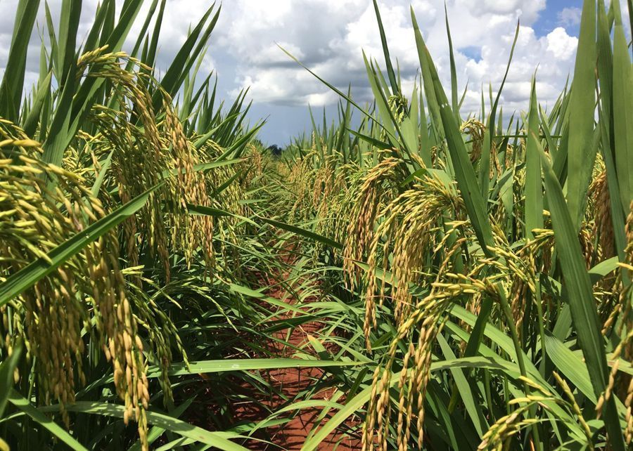Indústria brasileira de arroz já sofre com tensões comerciais
