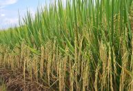 Produtores de arroz do RS pedem medidas para evitar crise
