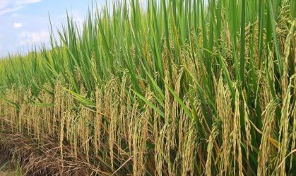Lavoura de arroz