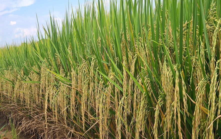 Governo federal vai destinar R$ 70 milhões à subvenção do arroz