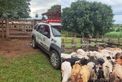 Mais de 60 cabeças de gado são recuperadas após furto no interior de SP
