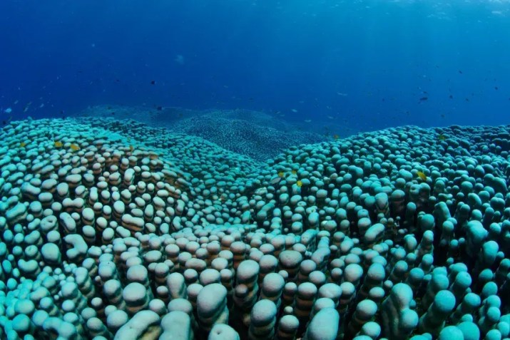 Os cientistas agora criaram um modelo 3D do coral • Richard Fitzpatrick/Cidadãos do Recife