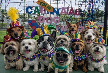 Carnaval 2026: cuidados essenciais para levar um pet ao bloquinho