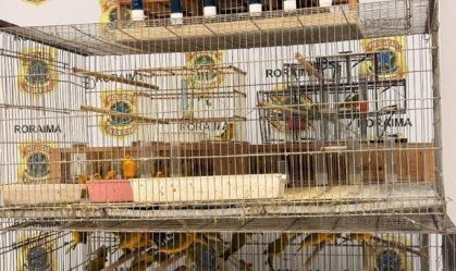 Dois homens são presos por manter 350 canários-da-terra em cativeiro em RR