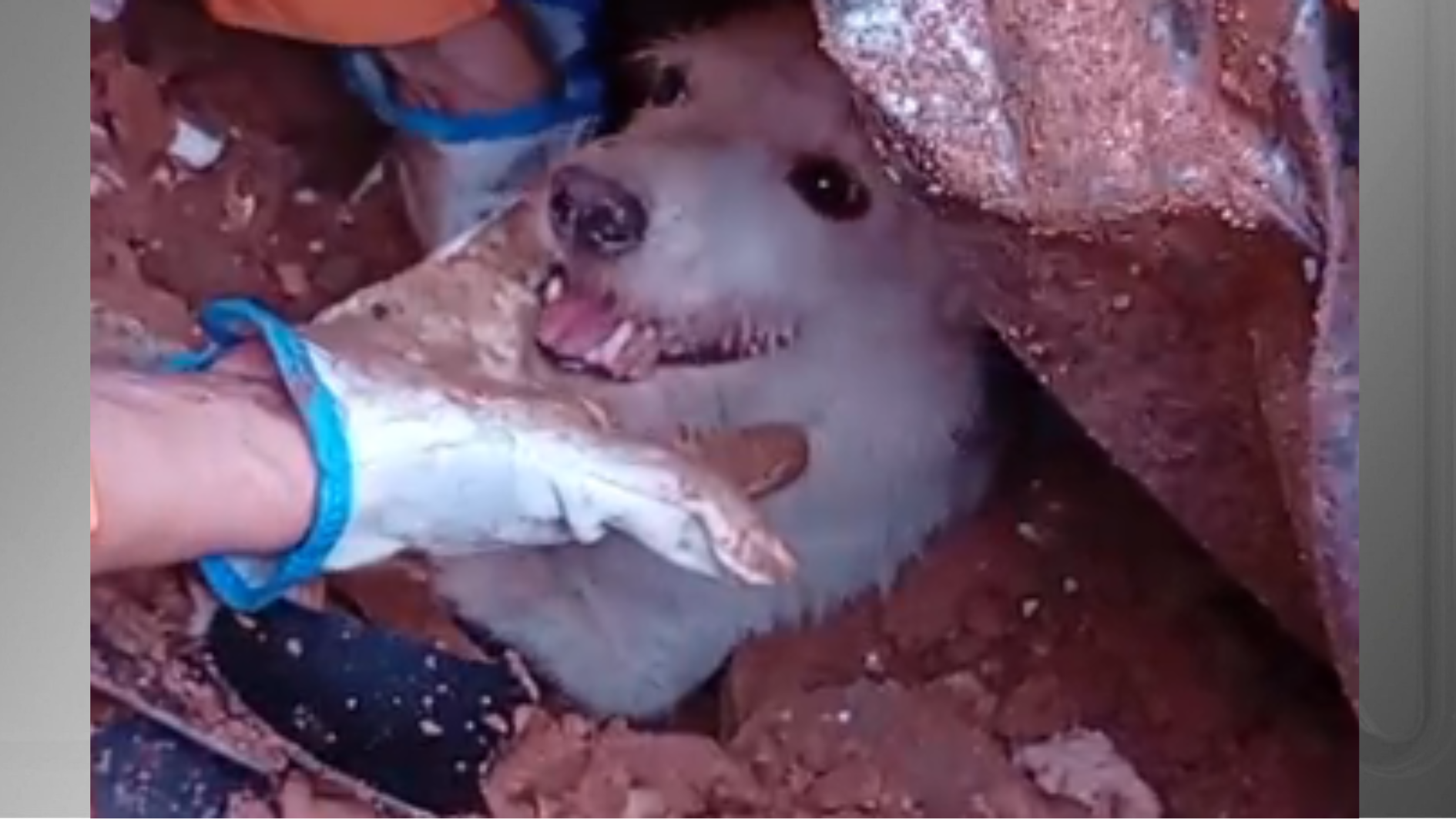 cão