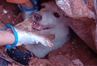 Cão "Pumba" é resgatado com vida de escombros em Juiz de Fora (MG)