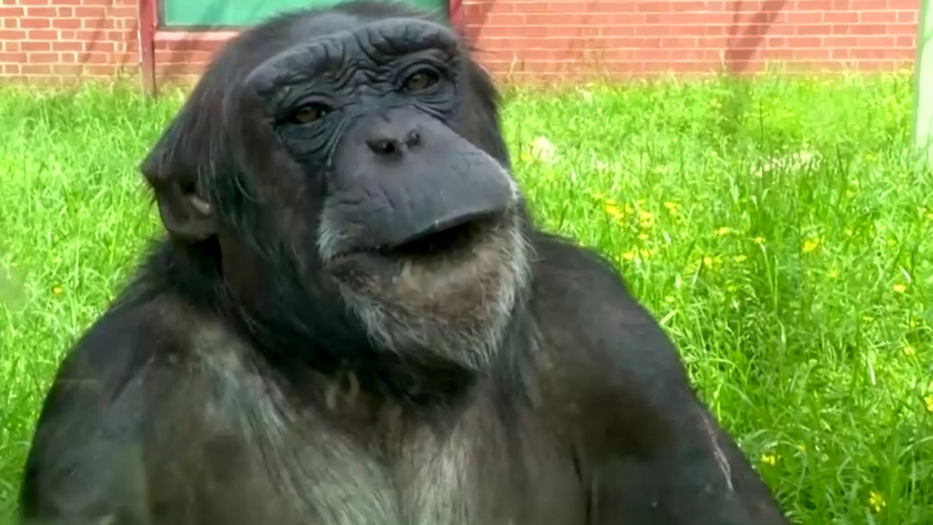 chimpanze